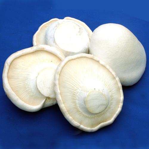 白靈菇的貯藏保鮮技術